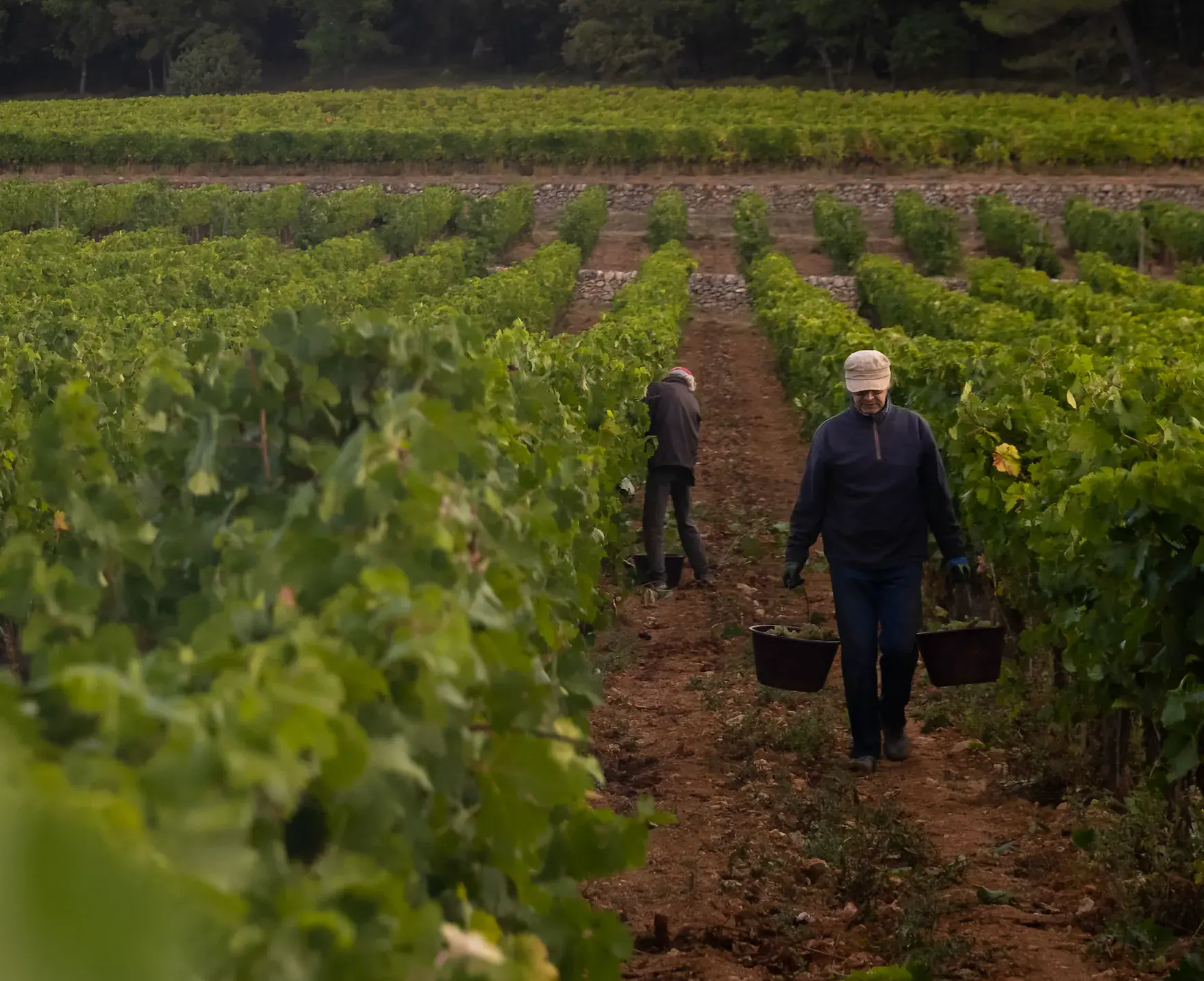 Pickers harvesting by hand at Château La Calisse