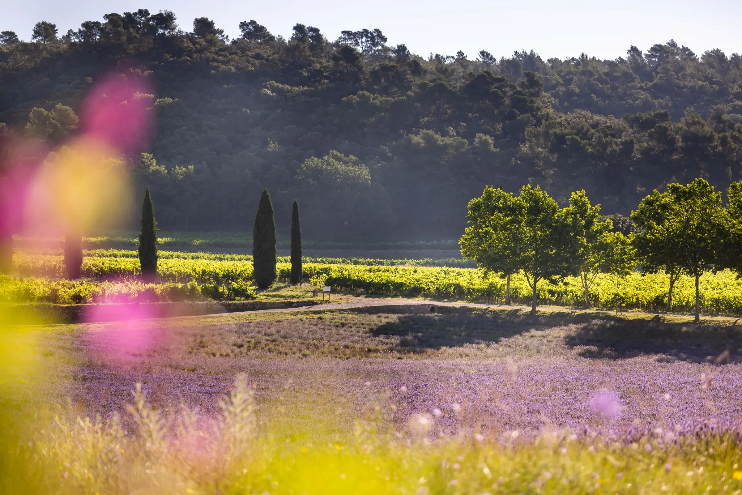 Château La Calisse organic vineyard