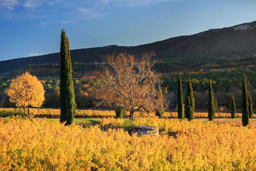 vin de provence bio