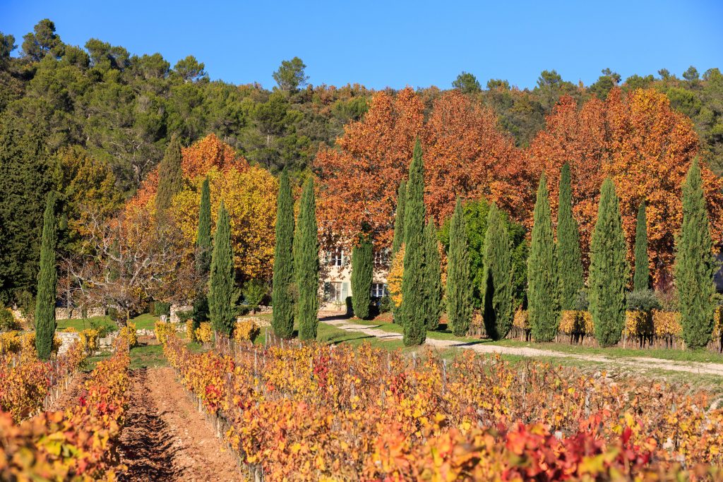 Huile d'olive Provence bio produite au Château La Calisse