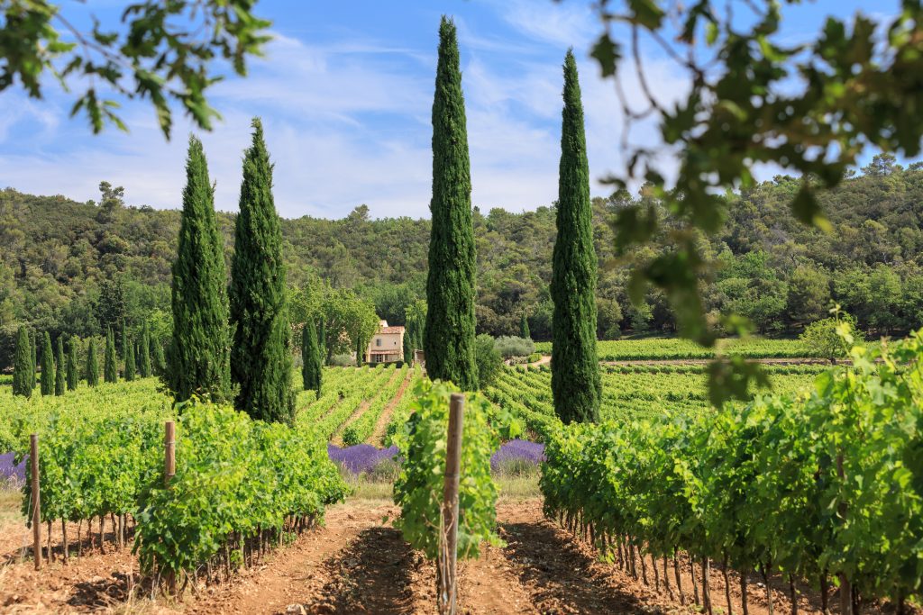 Provence wine direct sale at Château La Calisse