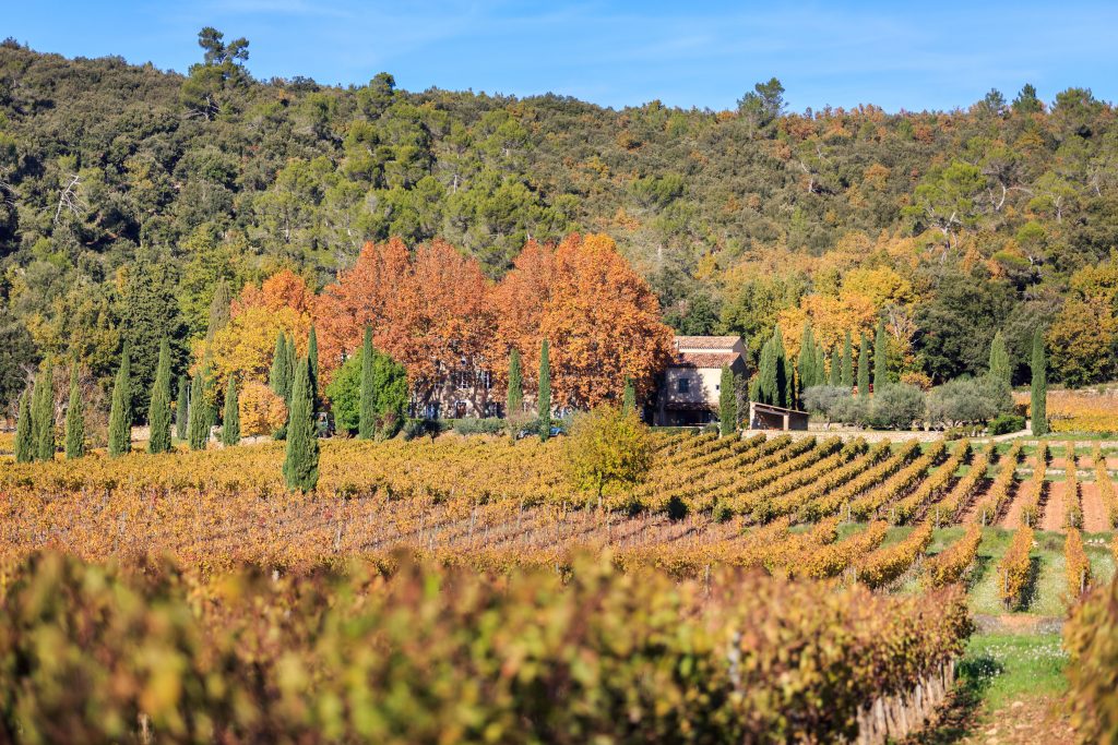 Vin blanc bio Provence