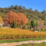 Vin de Provence