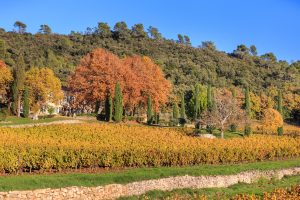 Vin de Provence