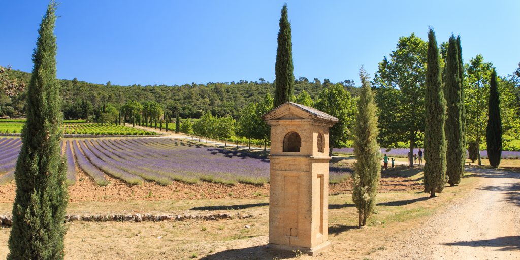 Découvrez les meilleurs vins de Provence