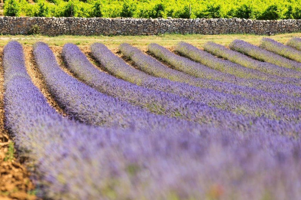 Visiter vignoble Provence