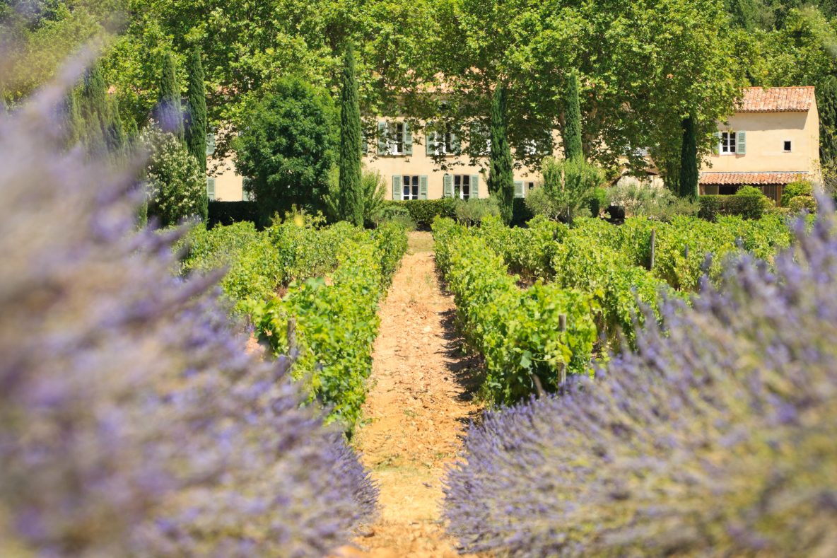 Organic French white wine produced at Château La Calisse