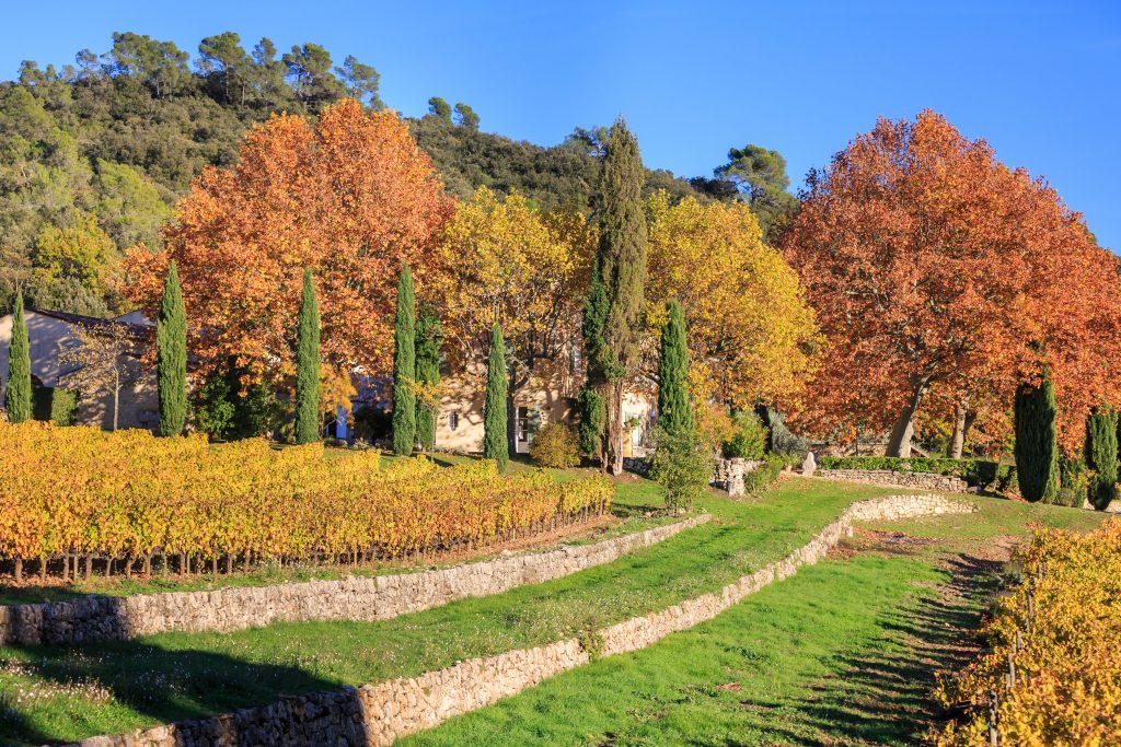 Organic French white wine Château La Calisse